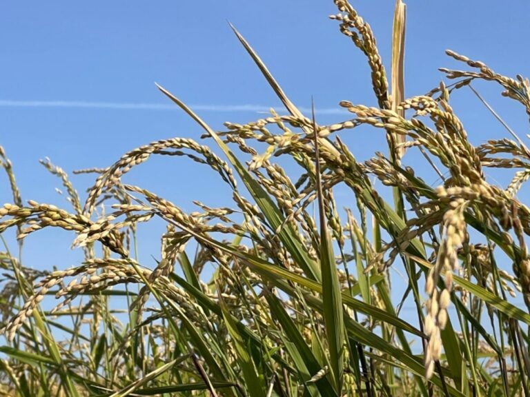 2021新米 自然栽培米 九州 福岡県産 自然栽培米 10kg 無農薬 無肥料 お米 令和５年度新米 20kg自然栽培米 農薬不使用 化学肥料